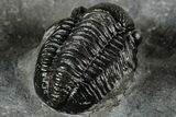 Detailed Gerastos Trilobite Fossil - Morocco #351277-2